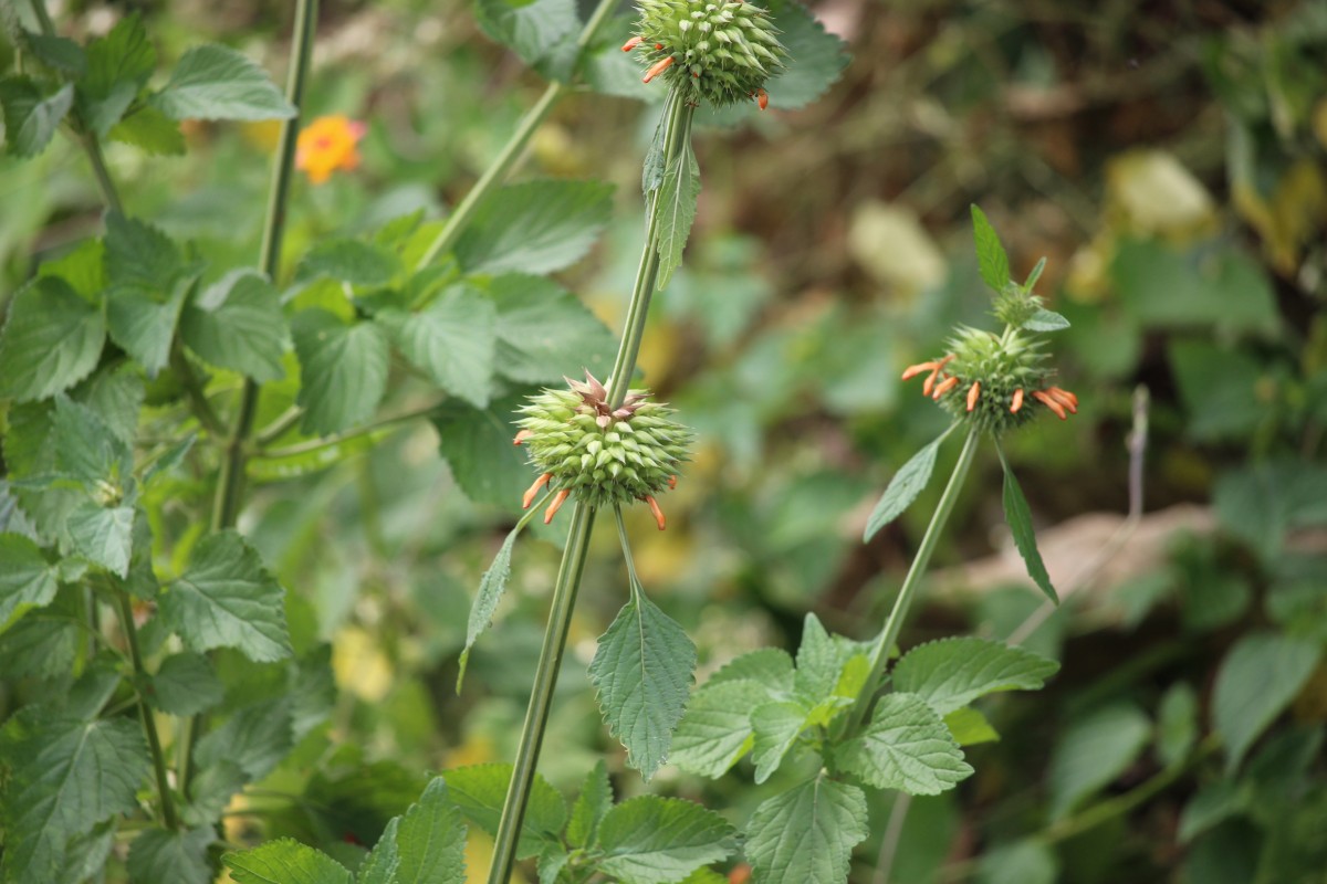 Leonotis nepetifolia (L.) R.Br.